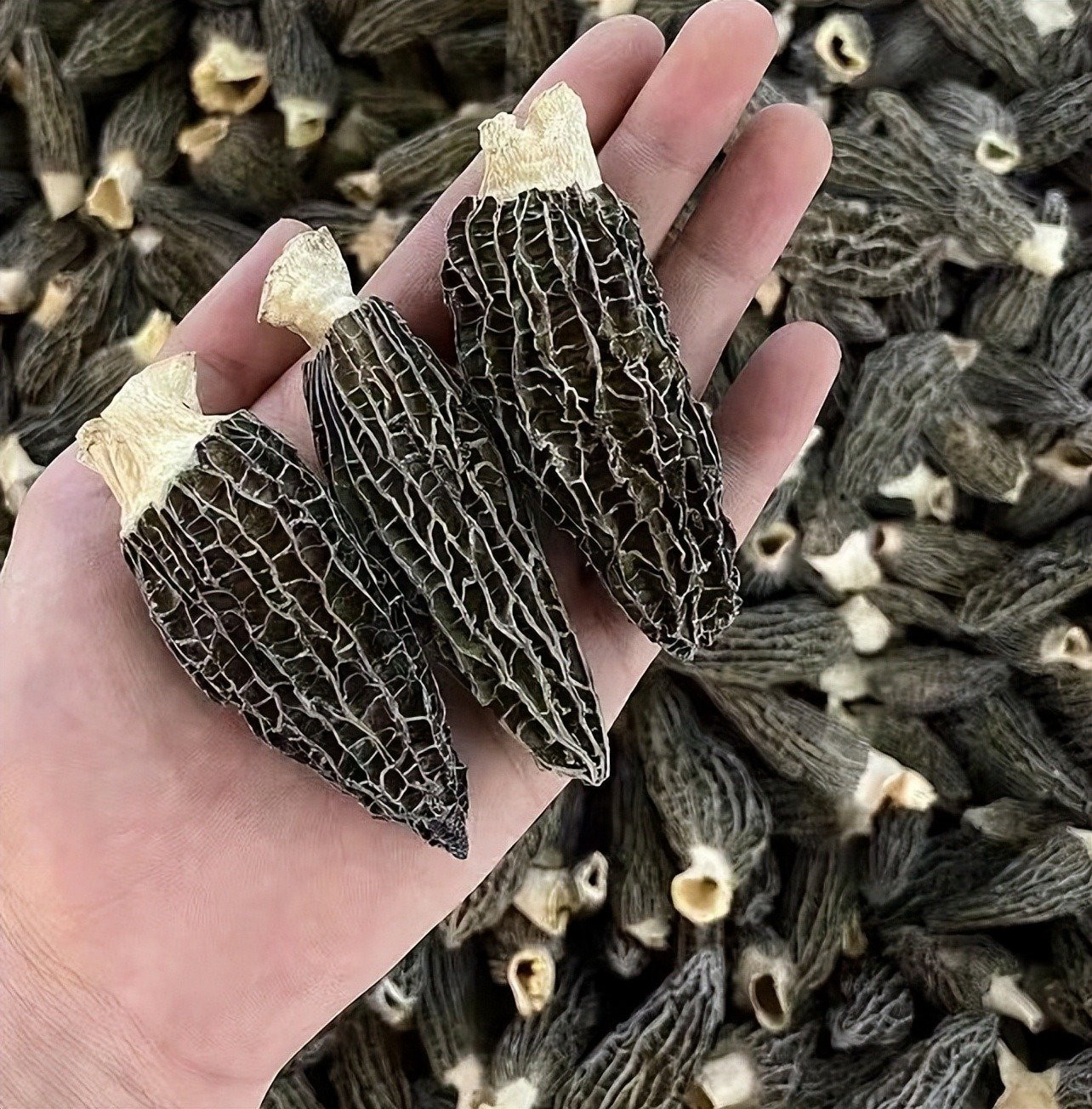 Cây dại quý hiếm bậc nhất thế giới, vị ngon hơn thịt, cực bổ dưỡng, 13 triệu đồng/kg - Ảnh 3.