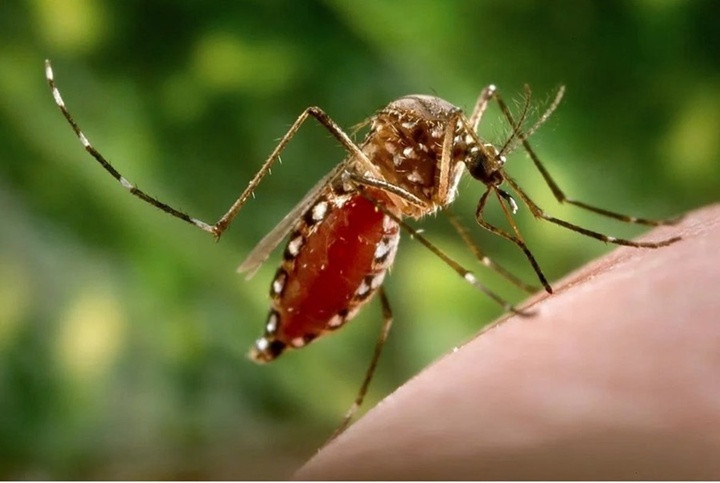 Bệnh Chikungunya không lây trực tiếp từ người sang người mà lây truyền qua trung gian là muỗi Aedes, cùng loại muỗi vằn truyền bệnh sốt xuất huyết. (Ảnh minh họa)