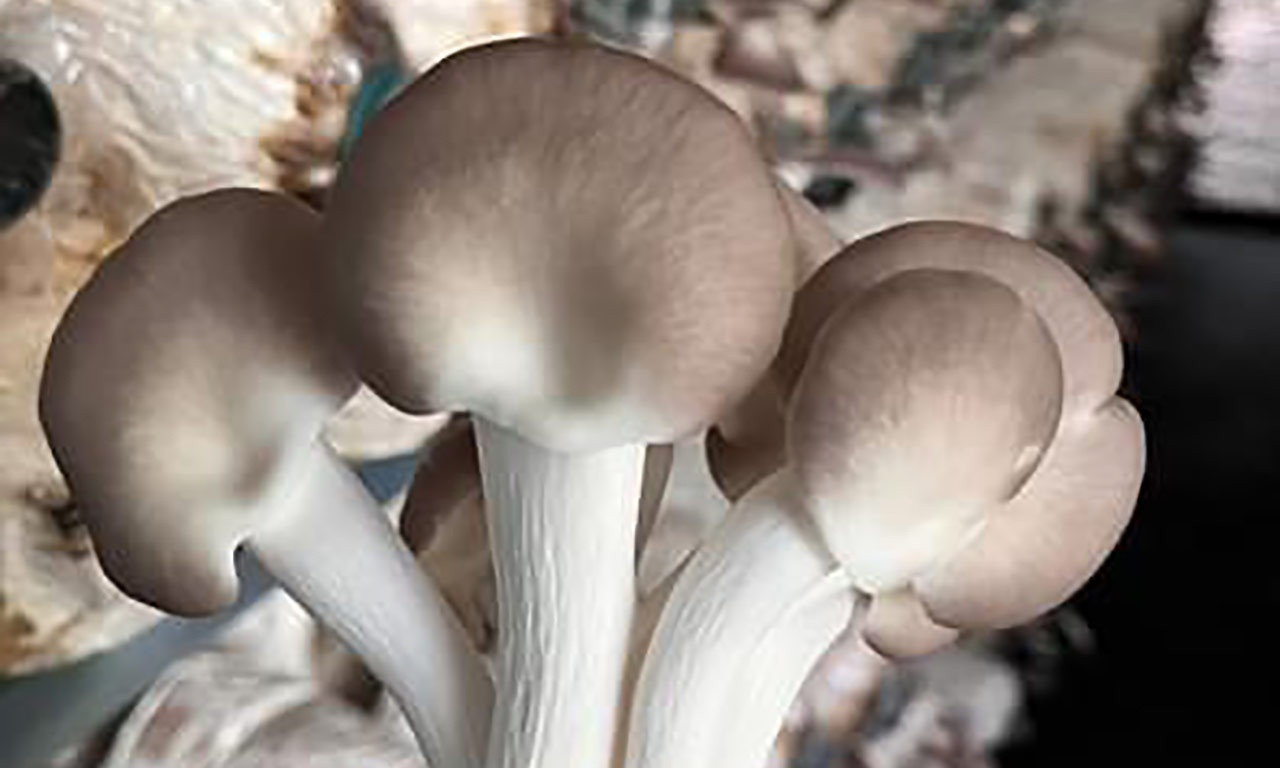 Được ví như ‘hải sản của đất’, đây là siêu thực phẩm cực sẵn ở chợ Việt giúp kiểm soát đường huyết tốt, chế biến được nhiều món ngon- Ảnh 3.