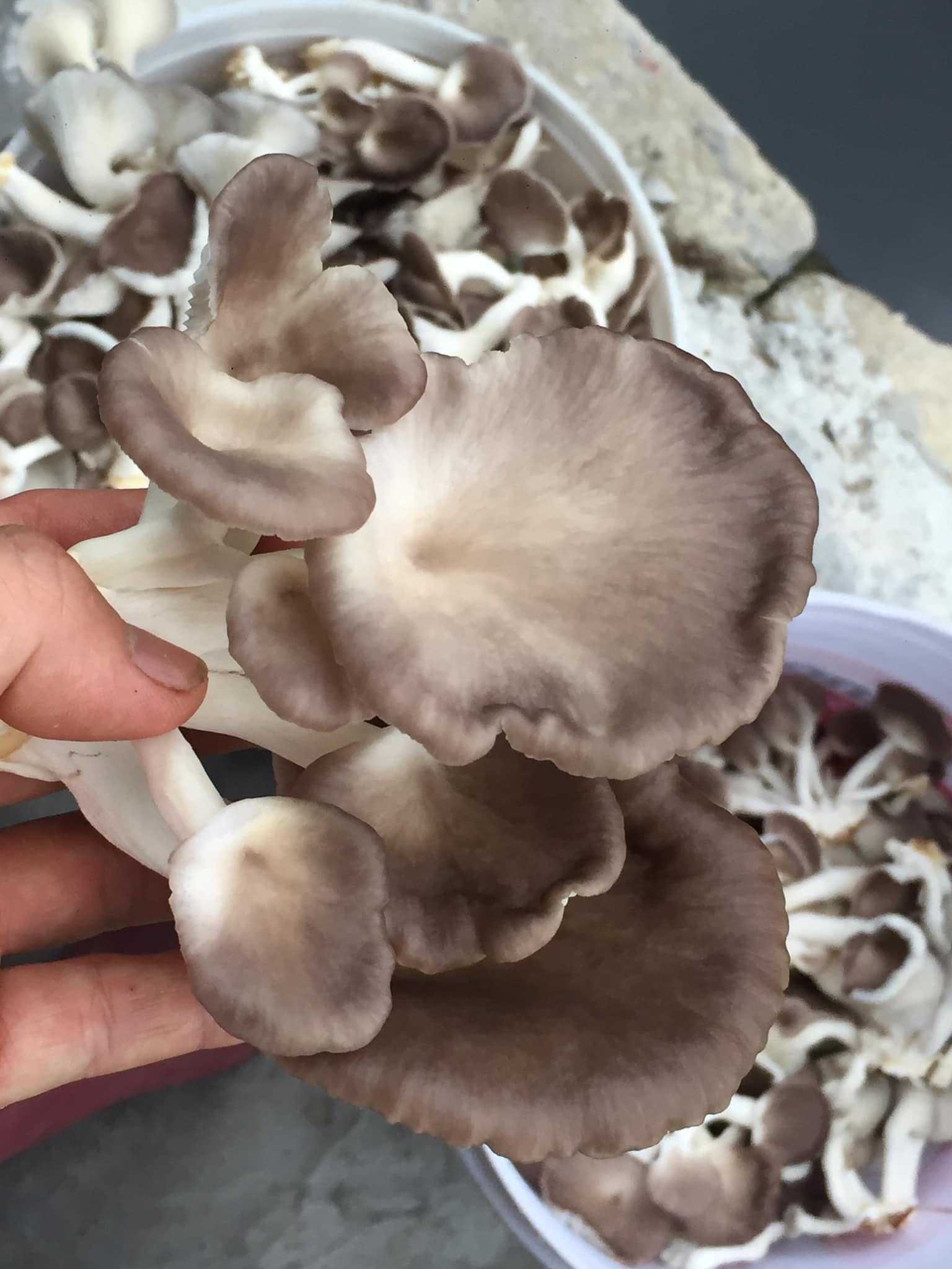 Được ví như ‘hải sản của đất’, đây là siêu thực phẩm cực sẵn ở chợ Việt giúp kiểm soát đường huyết tốt, chế biến được nhiều món ngon- Ảnh 4.