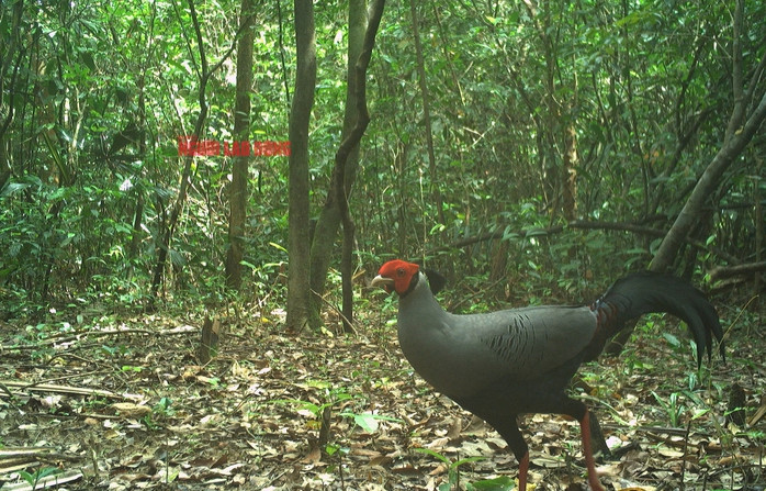 Người dân có được phép nuôi Gà lôi trắng để bán không? - Ảnh 1.