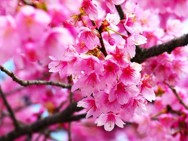 Từ nay đến cuối tháng 8 dương lịch, 3 con giáp chuyển bại thành thắng, rộng đường thăng tiến, năng lượng giàu có vây quanh, tiền đẻ ra tiền  - Ảnh 2