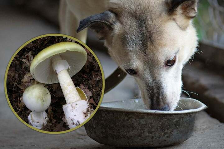 Ông Giang vô tình đầu độc cả gia đình sau khi thử nghiệm nấm dại trên chó cưng.