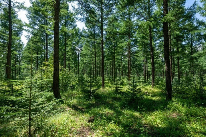 Nấm dại thường được tìm thấy trong rừng, nhưng các chuyên gia đã cảnh báo mọi người không nên ăn bất cứ thứ gì mà họ không quen thuộc. (Ảnh: Getty Images)