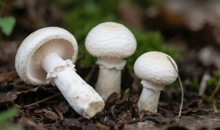 Ông Giang phát hiện ra nấm dại trên một thửa đất nông nghiệp nơi ông trồng thảo mộc. (Ảnh: 163)