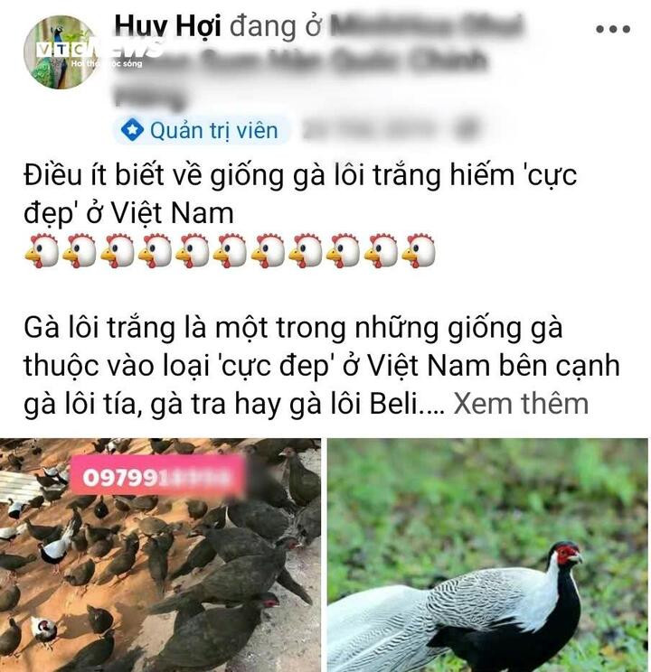 Từ lâu tình trạng rao bán động vật hoang dã như gà lôi diễn ra một cách công khai và cả bí mật trên các hội nhóm mạng xã hội Facebook. (Ảnh cắt từ màn hình)