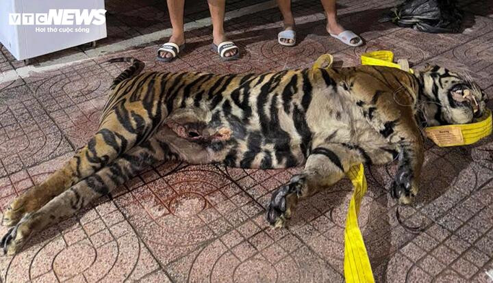 Xác hổ nặng khoảng 200kg được phát hiện trên nóc xe khách cókhoang tự chế rộng 3-4 m2, cao 30-40 cm. (Ảnh: Đức Hùng)