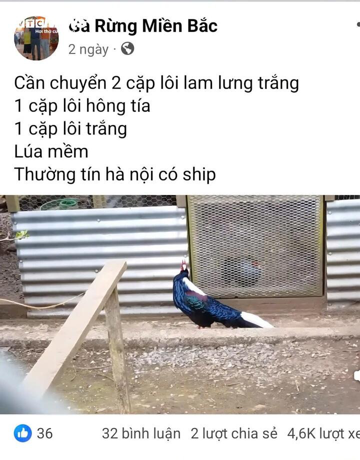 Bài đăng bán gà lôi trên hội nhóm mạng xã hội Facebook thu hút 4.600 lượt xem. (Ảnh cắt từ màn hình)