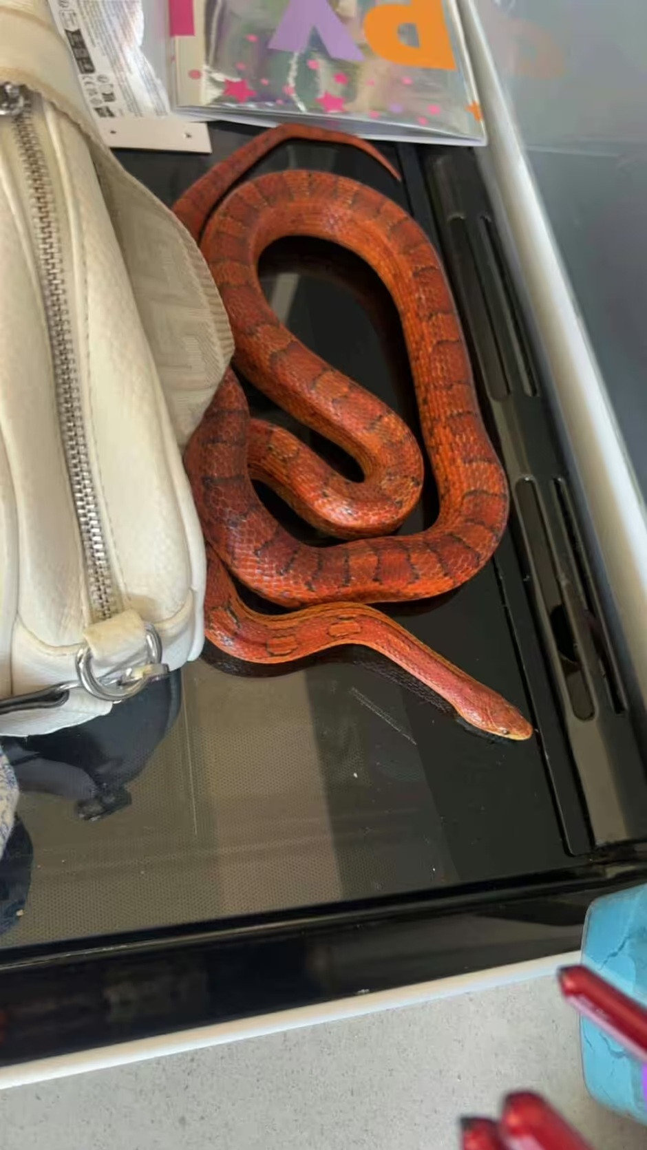 Người mẹ choáng váng khi thấy thứ đáng sợ rơi ra từ hộp đồ chơi của con gái - Ảnh 1.