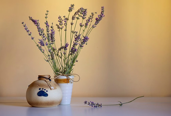 Bình đựng tro cốt của một chú chó đã hỏa táng. (Ảnh: Getty Images)