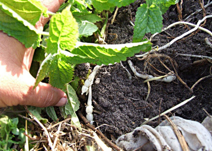 Rễ cây dại trông như con sâu không ngờ quý như