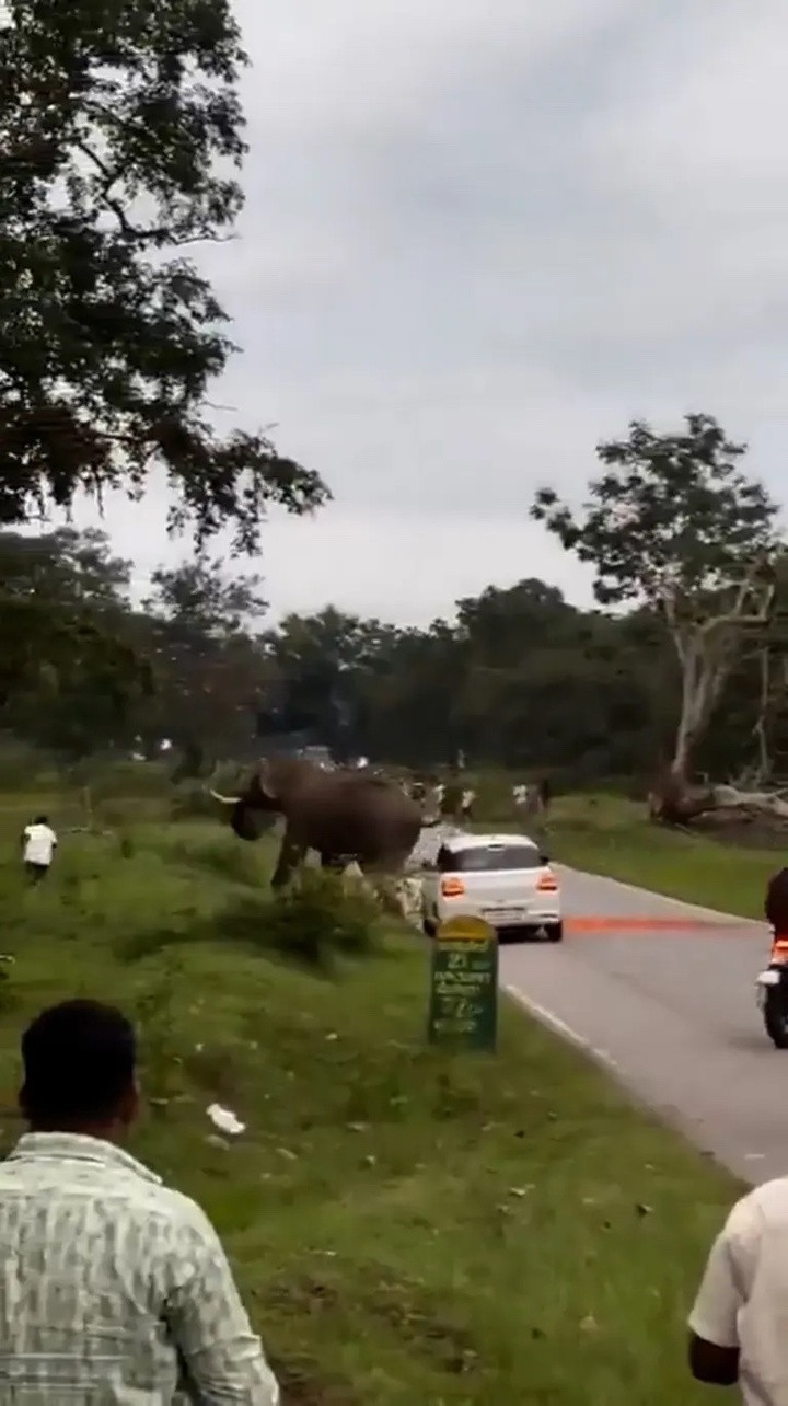 Cơ quan quản lý lâm nghiệp địa phương phạt Basavaraju 25.000 rupee vì tội xâm phạm và khiêu khích động vật hoang dã. (Ảnh: NX)