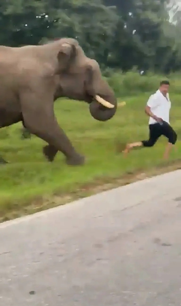 Basavaraju bị voi hoang dã đuổi theo. (Ảnh: NX)