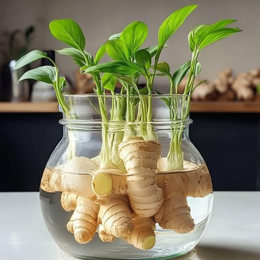 Bình gừng nảy lộc dễ làm nhưng là 'phép màu' phong thủy mang lại may mắn, xua đuổi vận xui cho nhà ở và nơi làm việc- Ảnh 3.