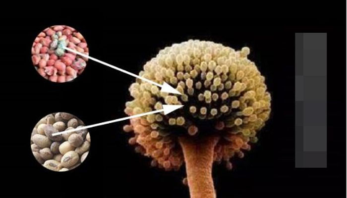 Chất gây ung thư nhóm 1 được quốc tế công nhận dễ ẩn náu trong những thực phẩm này