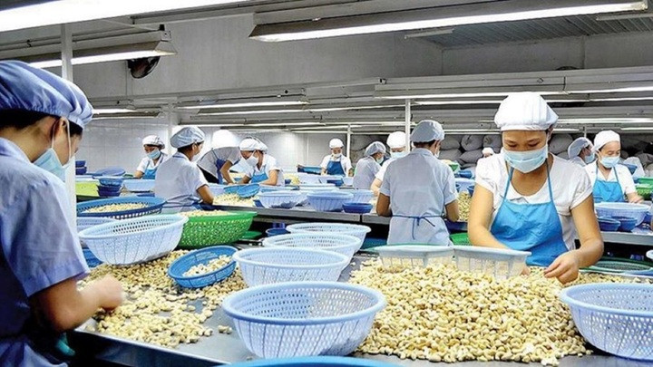 Ngành điều lên kế hoạch mở rộng khai thác thị trường mới trong thời gian tới. (Ảnh: VnEconomy).