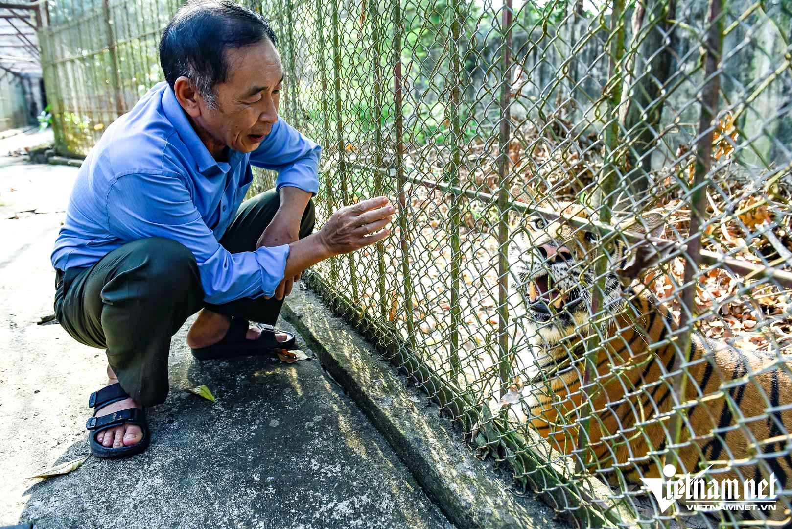 W-a1Đàn hổ nuôi ở Thanh Hóa .jpg