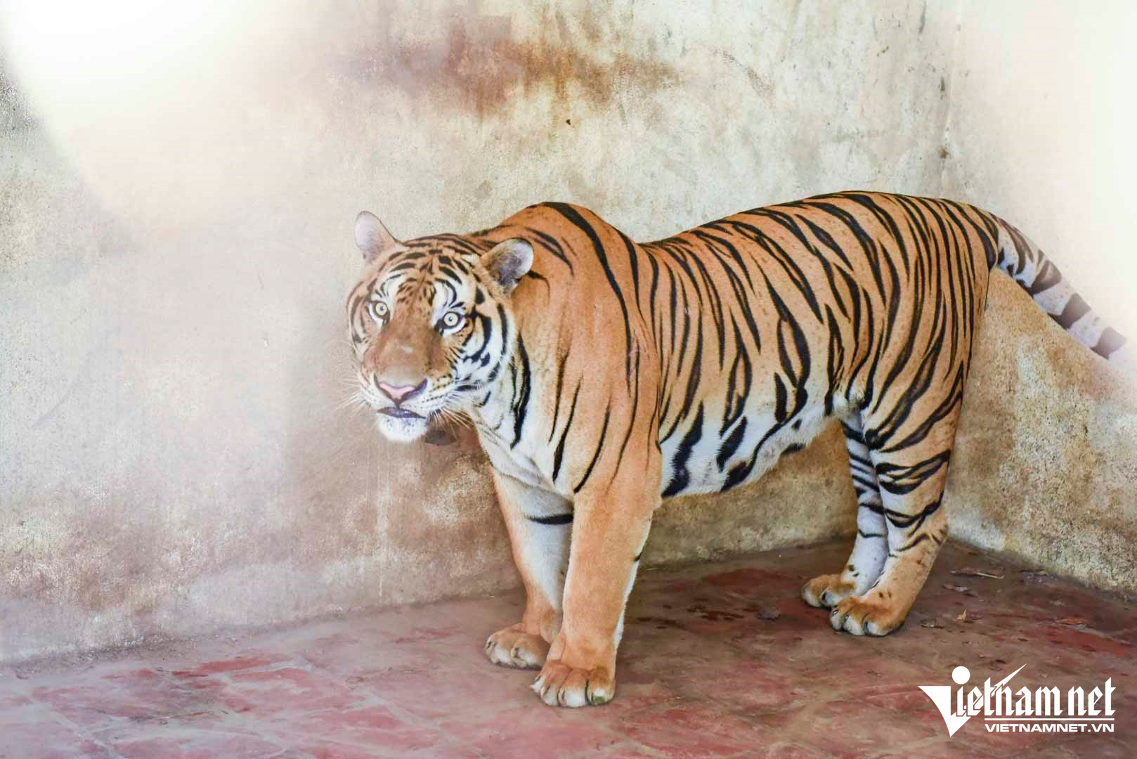 W-a2Đàn hổ nuôi ở Thanh Hóa .jpg