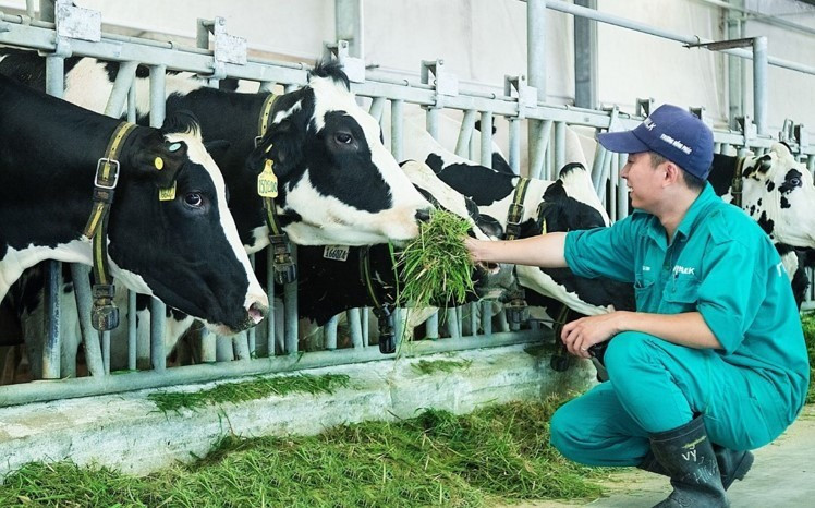 Nguyên liệu sữa nhập khẩu ồ ạt, nhiều vùng chăn nuôi bò sữa trên đà phá sản. Ảnh: IT