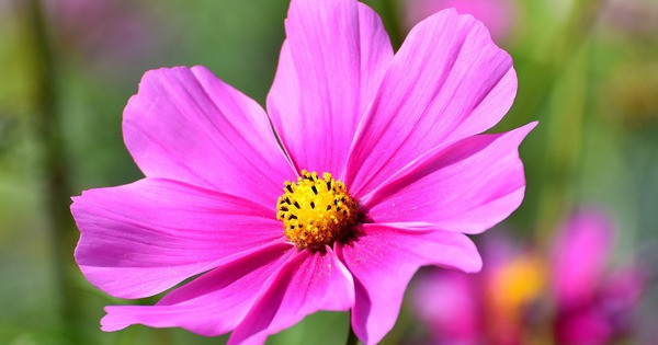 Tháng sinh Âm lịch của người càng sống tử tế càng được quý nhân phù trợ, tiền tài viên mãn