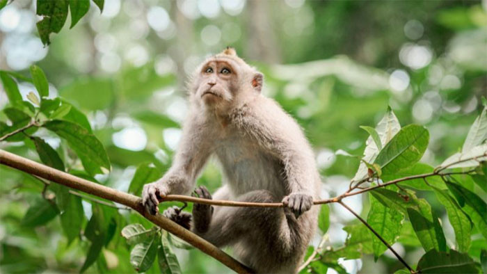 May mắn đến vào cuối hạ đầu thu 4 con giáp đạt đến đỉnh cao mới về tài lộc và sự nghiệp