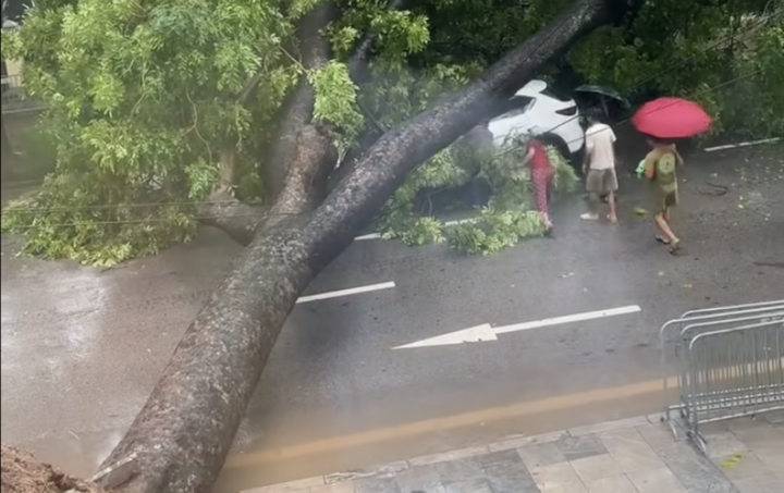 Cây xanh lớn đổ trúng ô tô, người trong xe may mắn không bị thương.