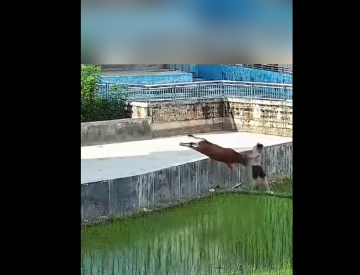 Đang đi dạo, bỗng phát hiện cảnh tượng nổi da gà chàng trai chạy như