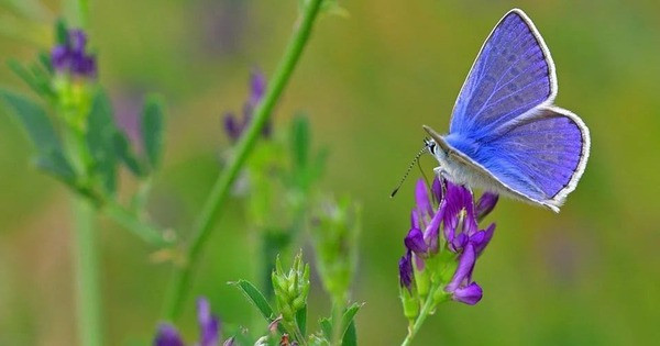 Tháng sinh Âm lịch của những người phụ nữ có sắc đẹp, trí tuệ và phúc khí hội tụ