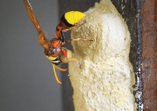 Nếu bát hương xuất hiện một trong những dấu hiệu sau, chứng tỏ điềm báo may mắn và sự giàu có đang ập đến nhà bạn- Ảnh 4.