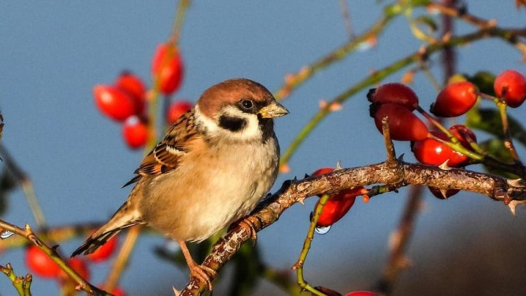 Tháng sinh Âm lịch của người tràn đầy nhiệt huyết, có cuộc đời rực rỡ như hoa lựu tháng 5 nở rộ - Ảnh 3.