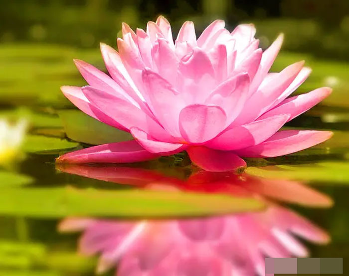 Tử vi tuần mới 4108 4 con giáp may mắn nhất sự nghiệp thăng hoa rực rỡ