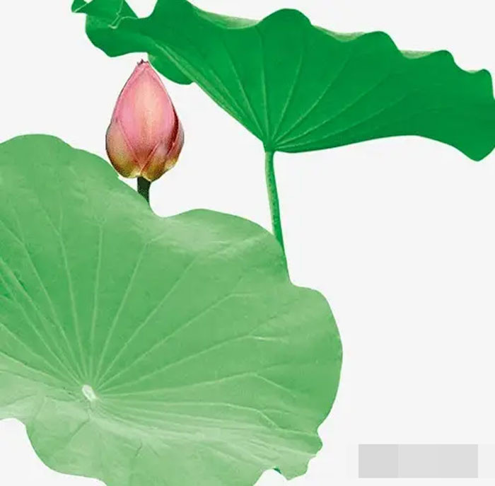 Tử vi tuần mới 4108 4 con giáp may mắn nhất sự nghiệp thăng hoa rực rỡ