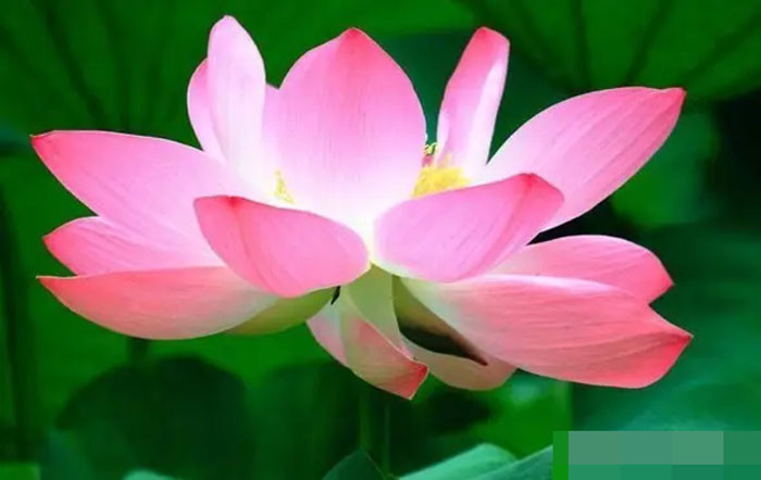 Tử vi tuần mới 4108 4 con giáp may mắn nhất sự nghiệp thăng hoa rực rỡ