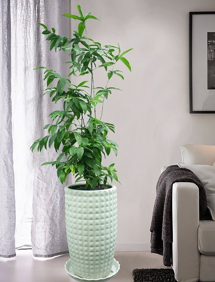 Ý nghĩa phong thủy của cây trúc Nhật: Biểu tượng của kiên cường, thanh cao. (Ảnh: Flickr)