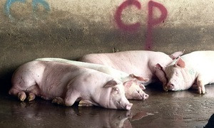 Bộ Công an làm rõ động cơ phát tán hình ảnh tố C.P. Việt Nam bán thịt heo bệnh