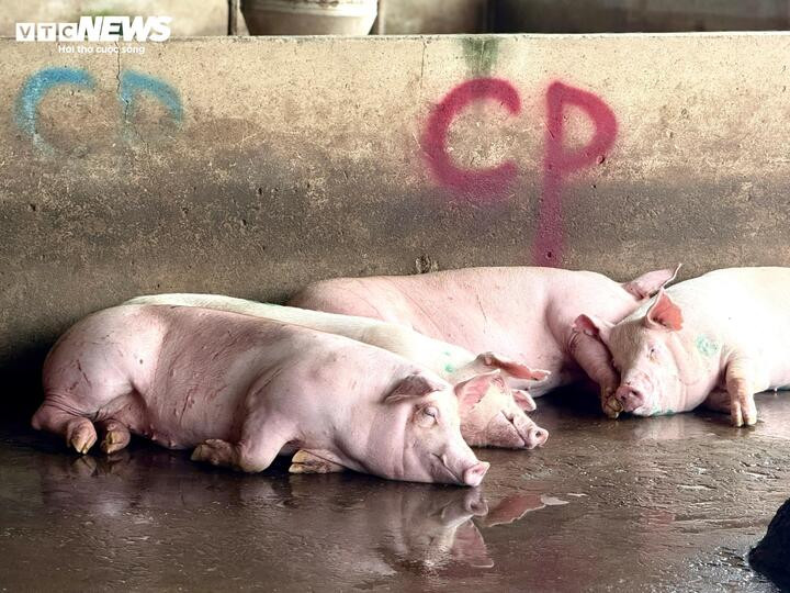 Heo của C.P. Việt Nam tại lò mổ ở Mỹ Xuyên.