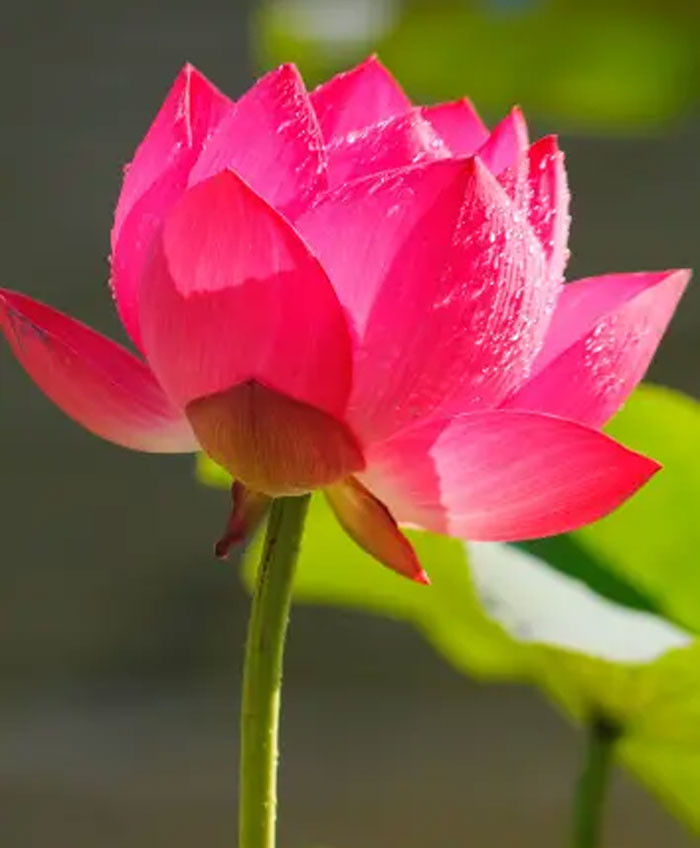 Giữa tháng 8 tin vui đến nhà 4 con giáp đào hoa nở rộ tình yêu ngọt ngào sự nghiệp thăng hoa