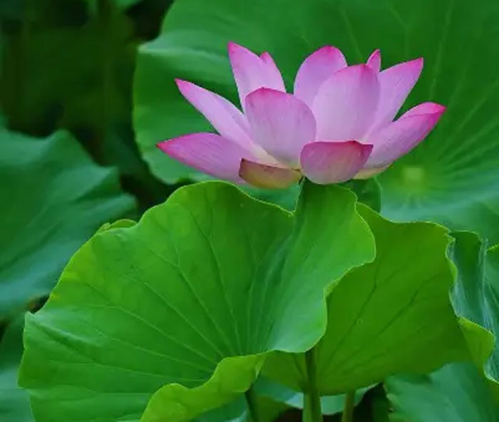 Giữa tháng 8 tin vui đến nhà 4 con giáp đào hoa nở rộ tình yêu ngọt ngào sự nghiệp thăng hoa