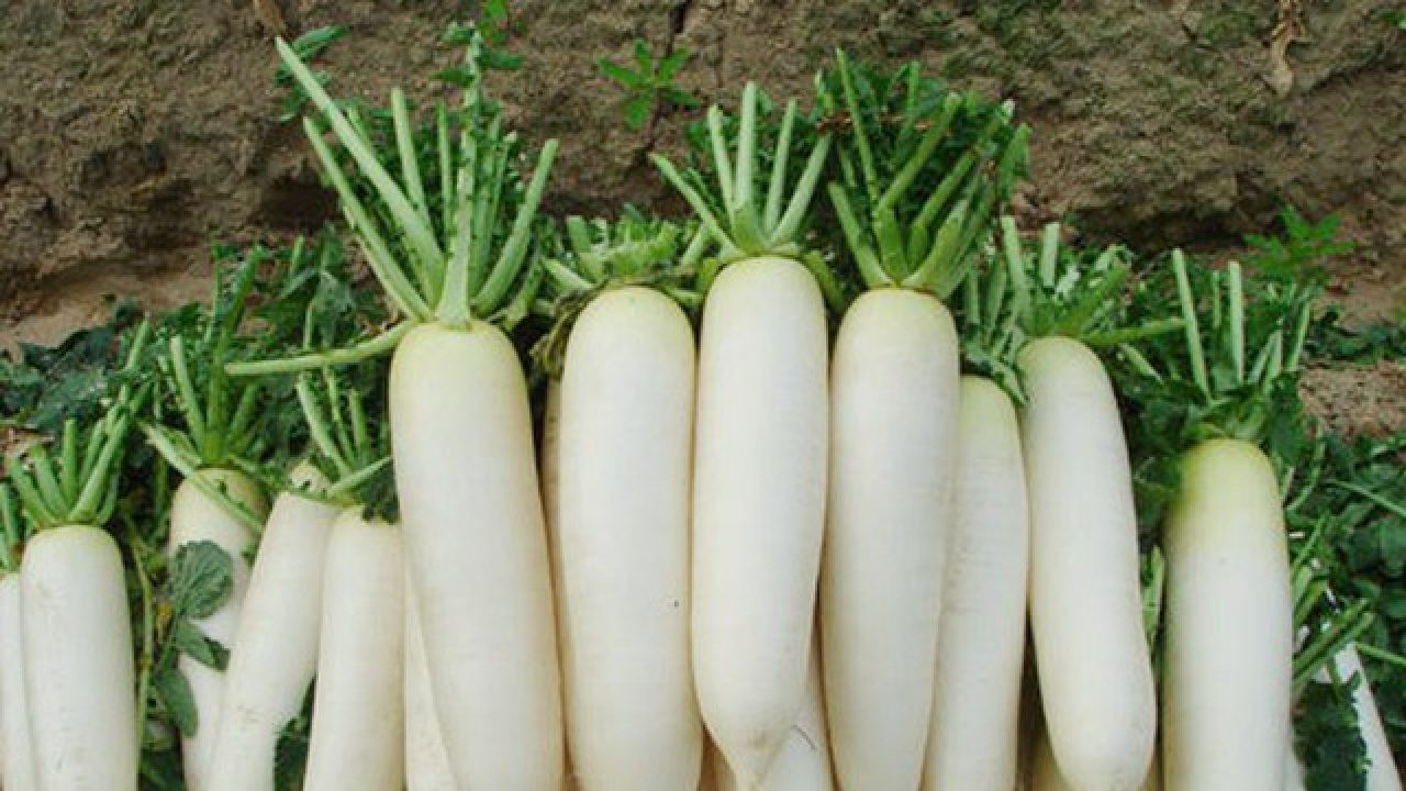 4 món ăn bài thuốc giúp phòng và trị đau cổ vai gáy- Ảnh 5.