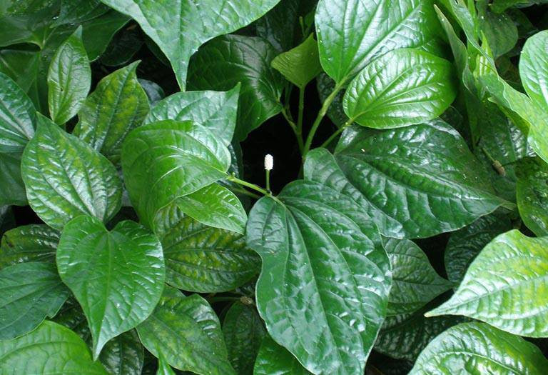 4 món ăn bài thuốc giúp phòng và trị đau cổ vai gáy- Ảnh 4.