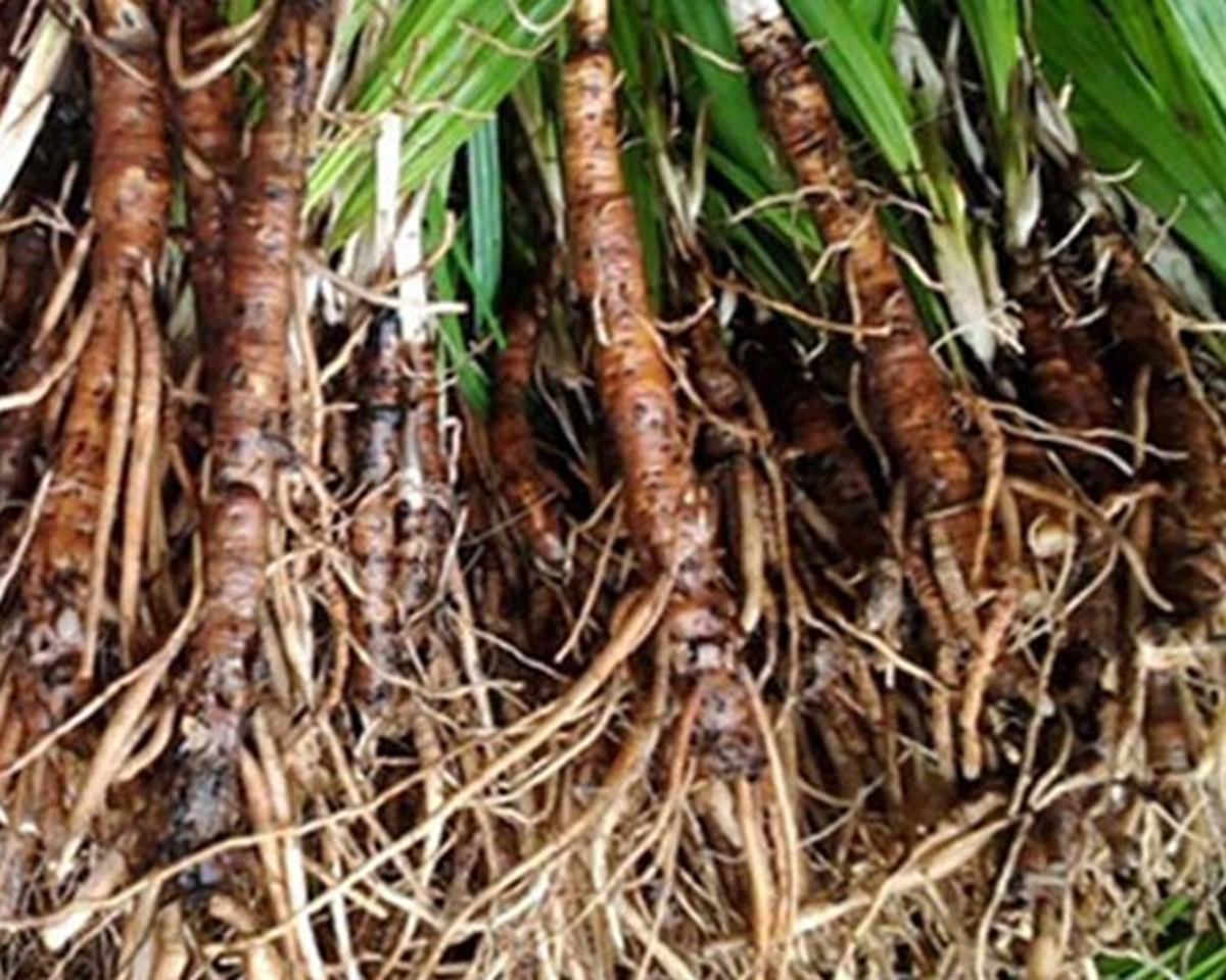 Loại cây hoang mọc bờ rào xưa không ai