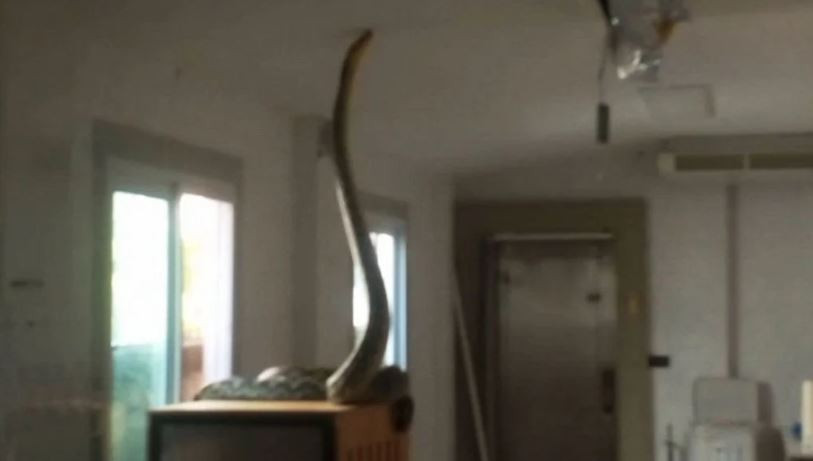 Nhìn lên trần nhà, người phụ nữ bắt gặp cảnh tượng nổi da gà - Ảnh 1.