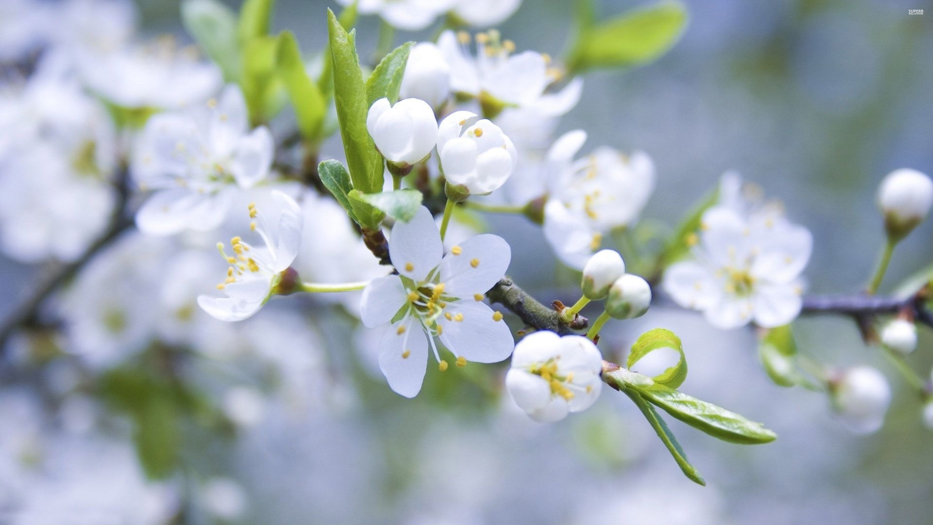 Tháng sinh Âm lịch của người tài hoa, đi đâu cũng được trọng dụng- Ảnh 3.