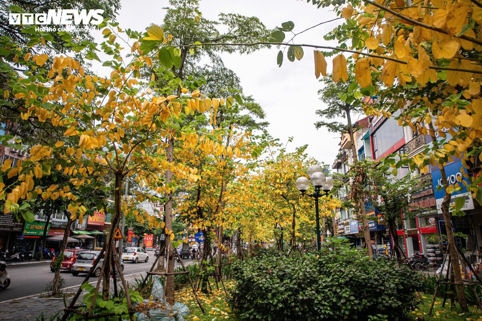 Đẹp ngỡ ngàng Hà Nội vàng rực như mùa thu châu Âu - 2