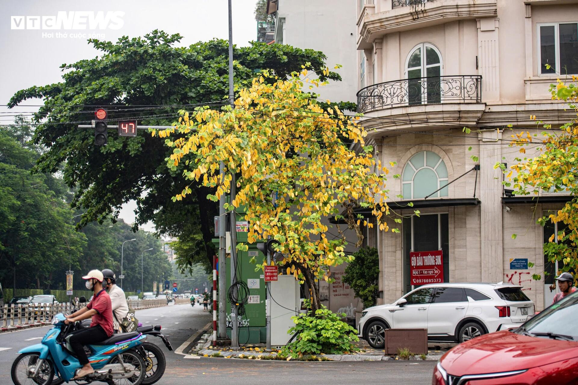Đẹp ngỡ ngàng Hà Nội vàng rực như mùa thu châu Âu - 14