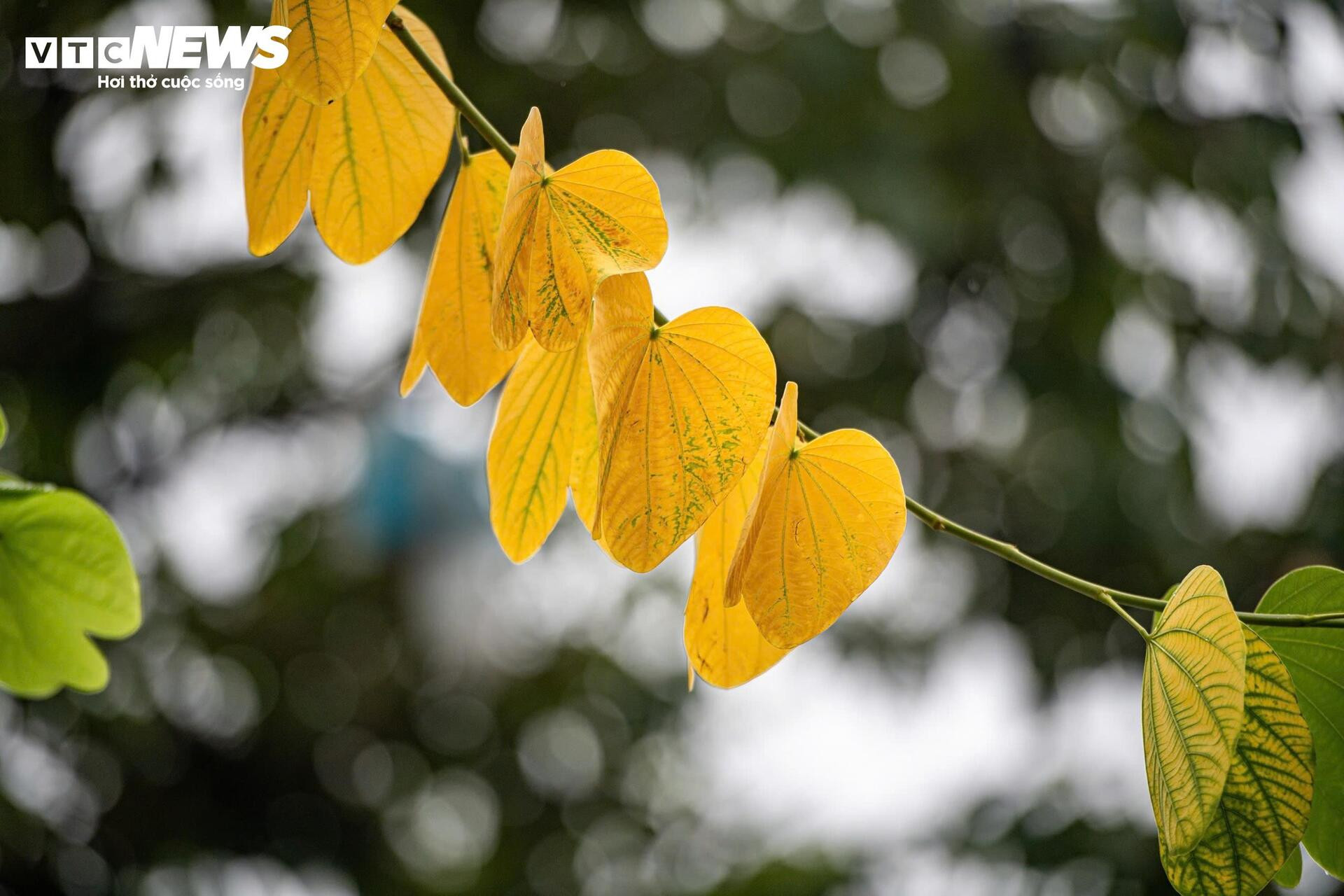 Đẹp ngỡ ngàng Hà Nội vàng rực như mùa thu châu Âu - 7