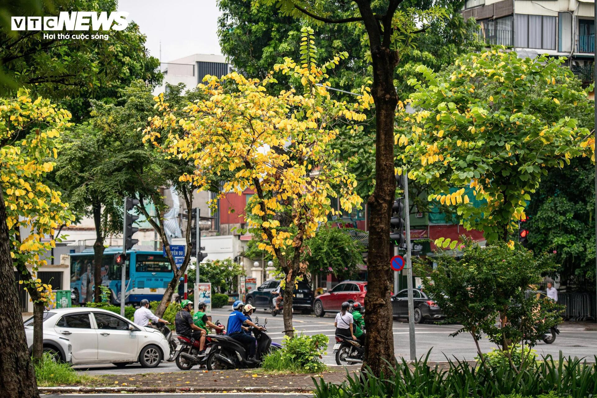 Đẹp ngỡ ngàng Hà Nội vàng rực như mùa thu châu Âu - 10