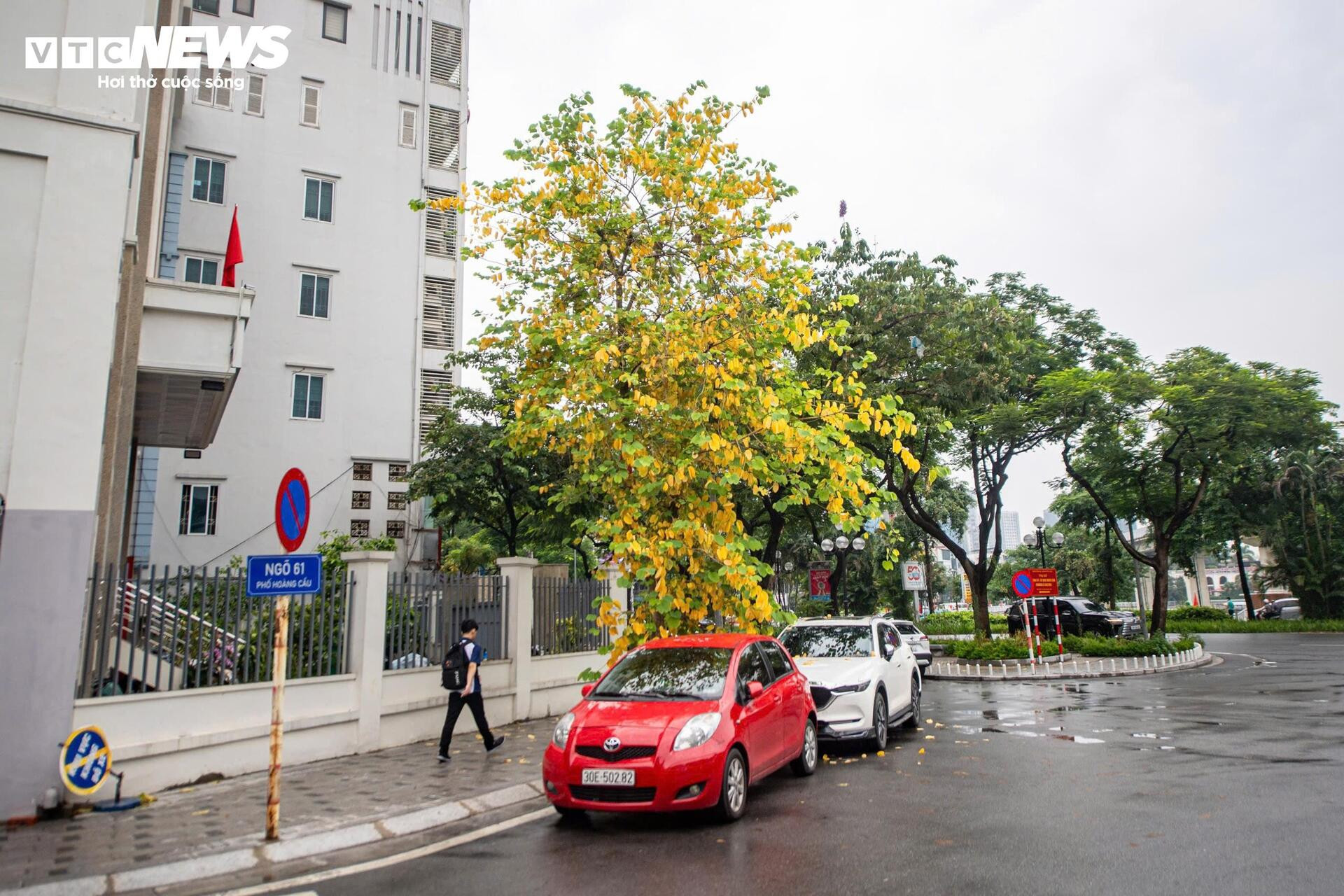 Đẹp ngỡ ngàng Hà Nội vàng rực như mùa thu châu Âu - 13