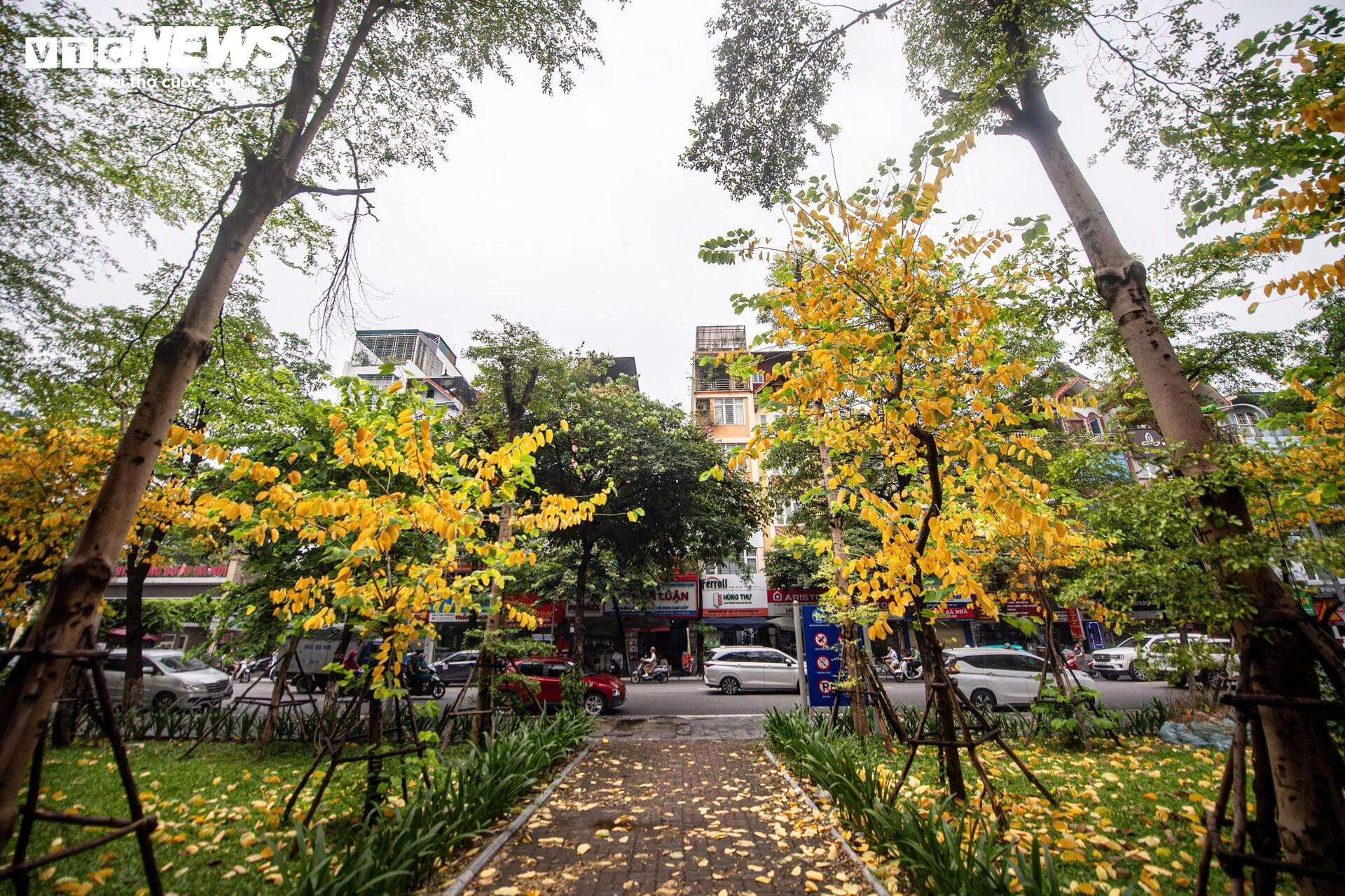 Đẹp ngỡ ngàng Hà Nội vàng rực như mùa thu châu Âu - 1