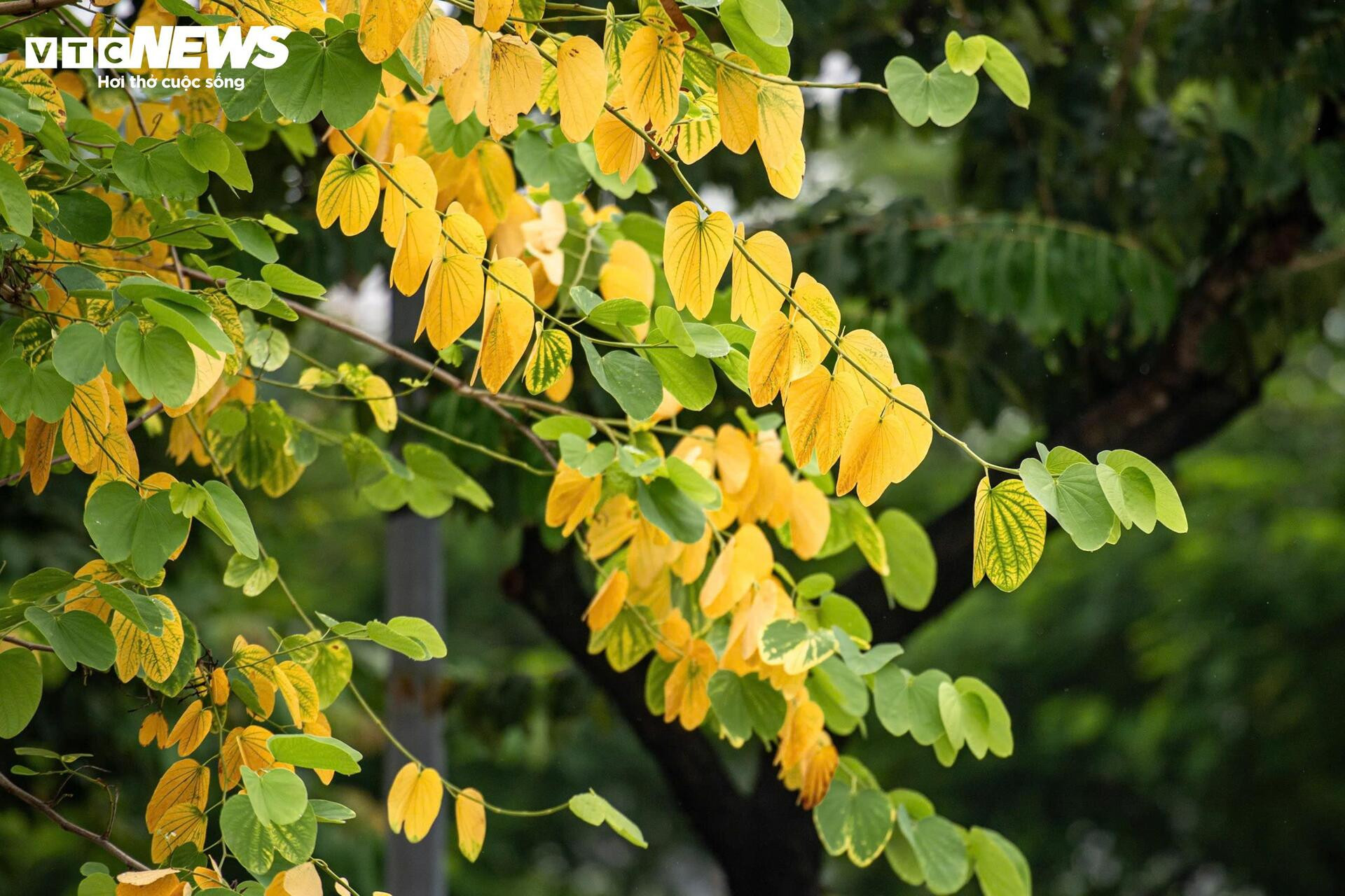 Đẹp ngỡ ngàng Hà Nội vàng rực như mùa thu châu Âu - 6